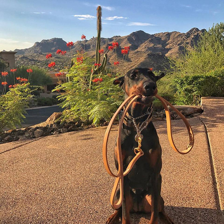 Kaida in Beautiful Arizona