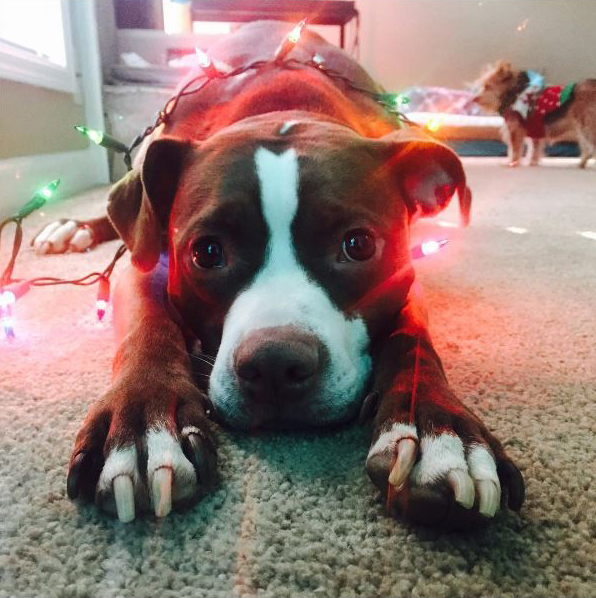 Bosco Adorned in Holiday Lights