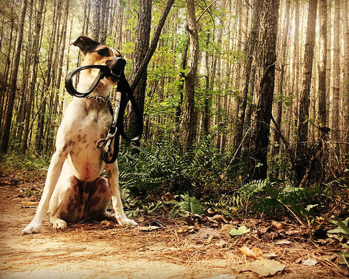 Allatoona Creek Park, Georgia