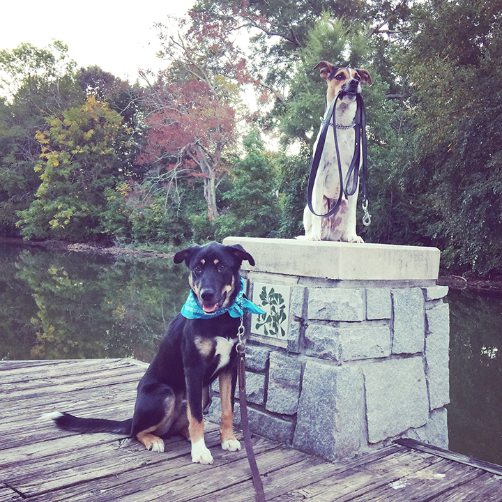 Piedmont Park, Atlanta