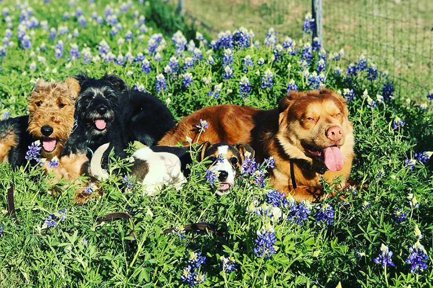 Bluebonnets Field