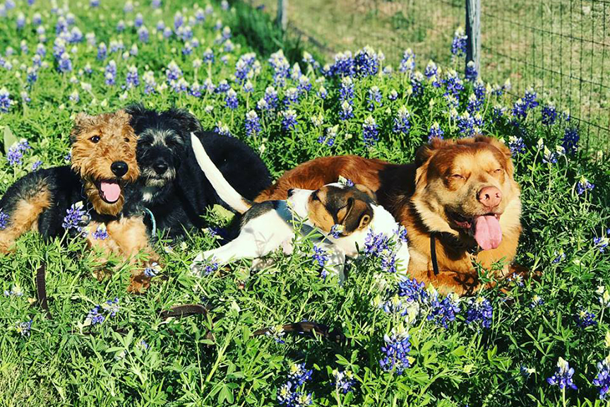 Bluebonnets Field