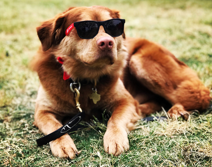 San Marcos Mutt Strut 2018