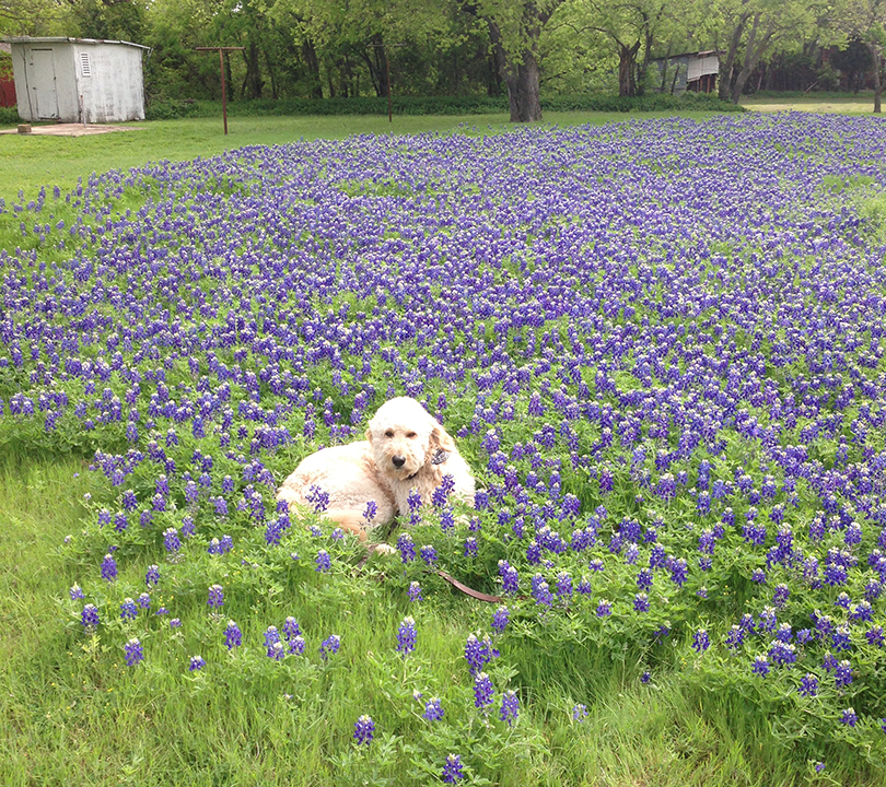 Benny in Bluebonnets Field