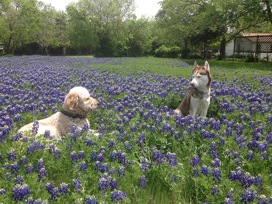 Benny & Comet in Bluebonnets Field