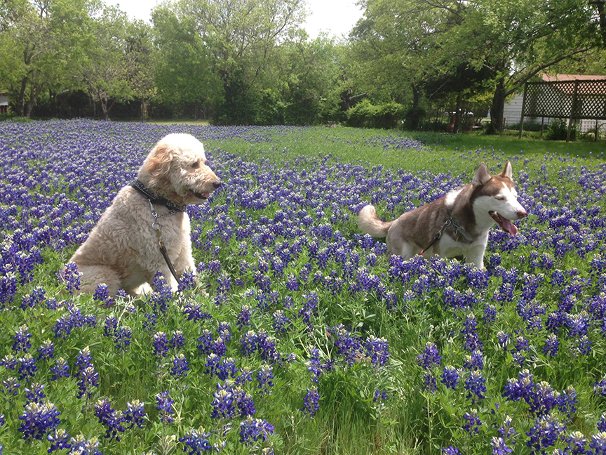 Benny & Comet in Bluebonnets Field