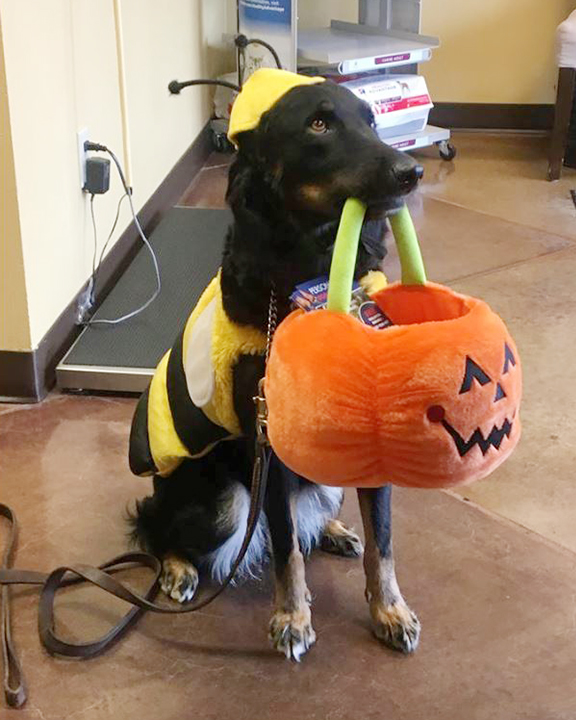 St. Francis Animal Hospital - Colorado Springs