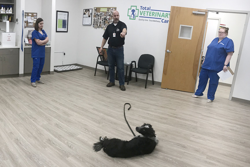 Veterinary Clinic Demonstration