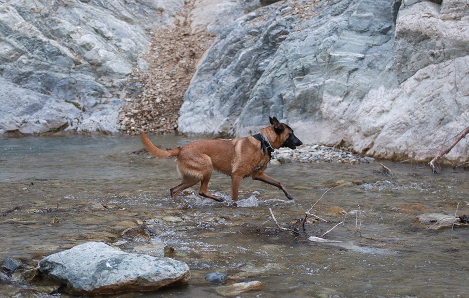 Los Angeles National Forest