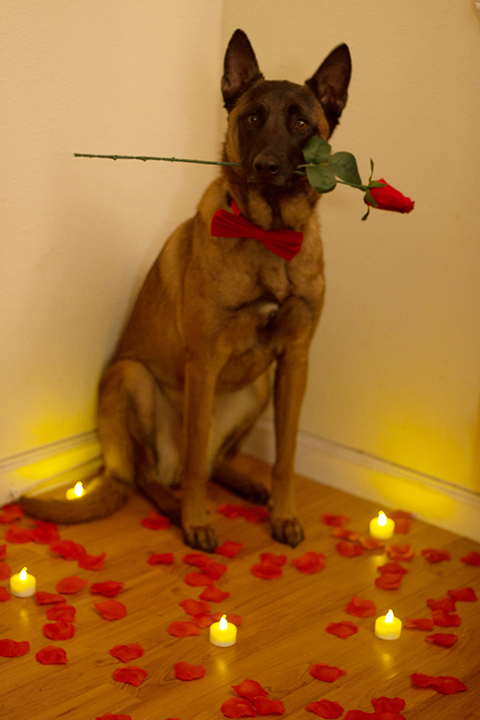 Valentine's Day with Ganon