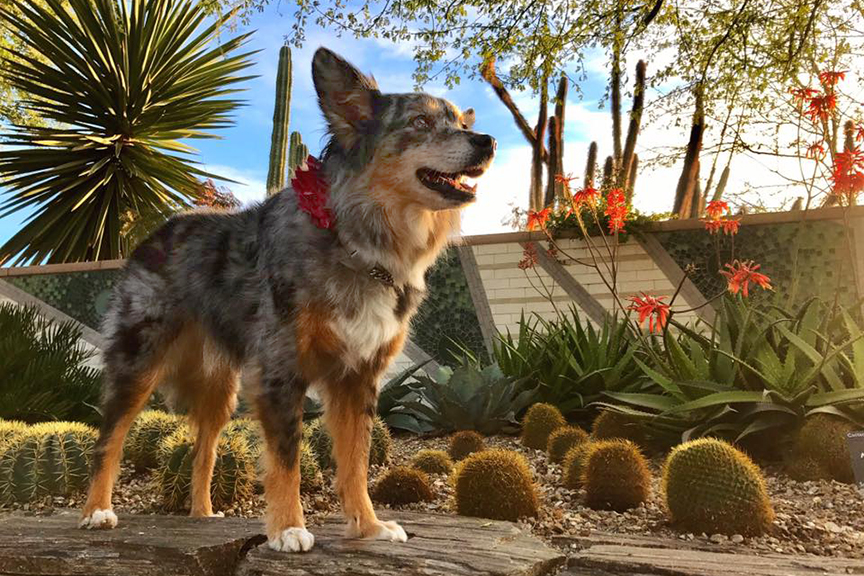 Desert Botanical Garden, Phoenix