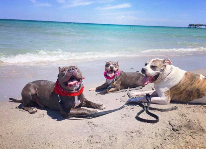 Beach Dogs