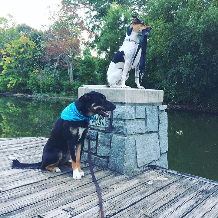 Piedmont Park, Atlanta