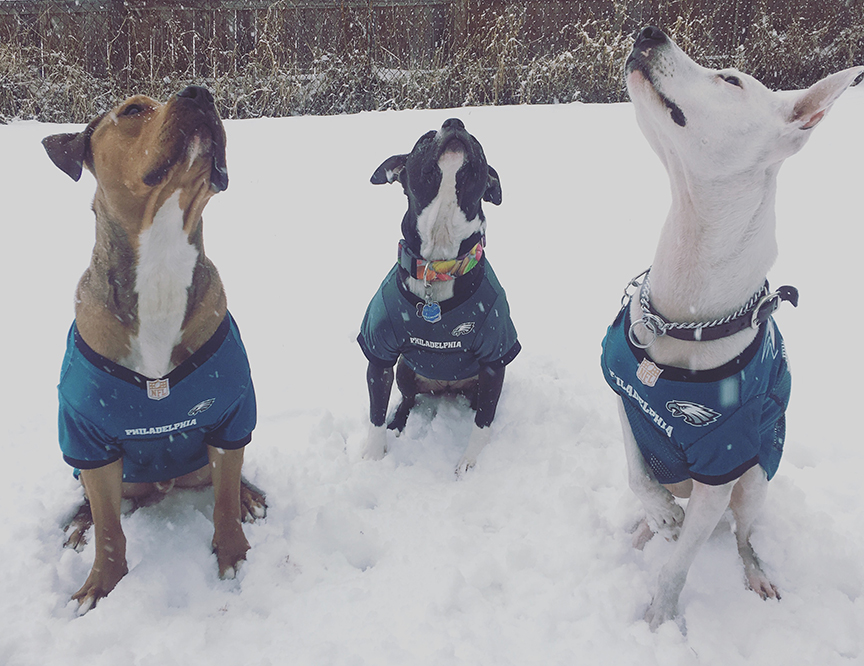 Philadelphia Football Fans