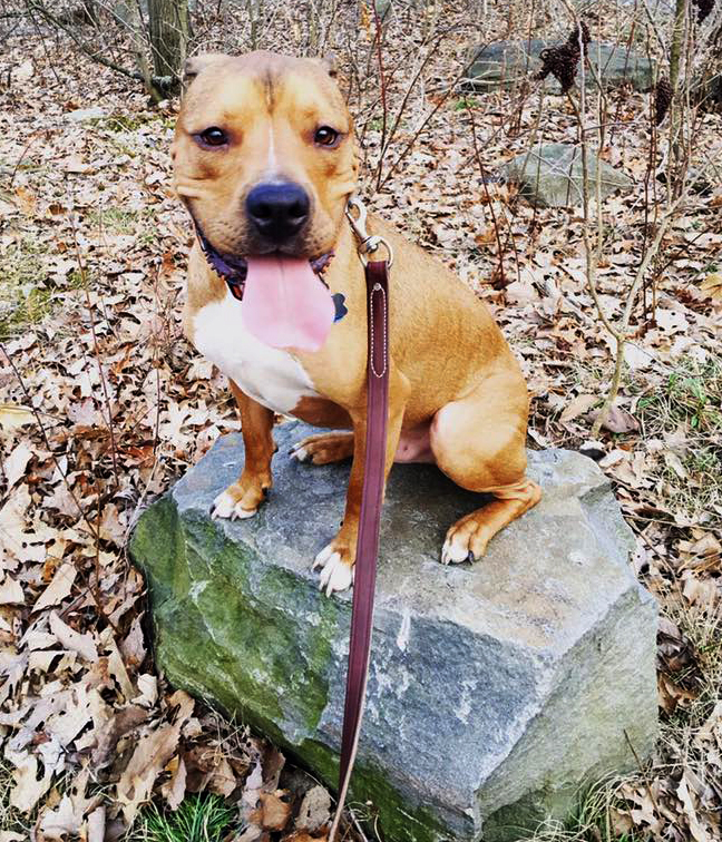 Ty Exploring Pennsylvania Trails